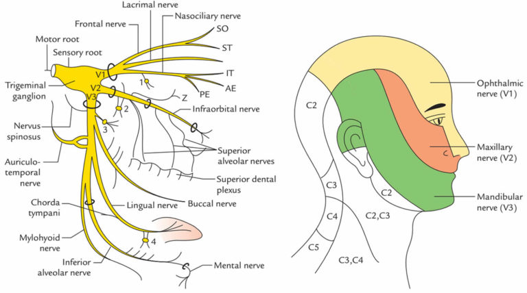 Trigeminal nerve anatomy, branches, distribution, function, damage & pain