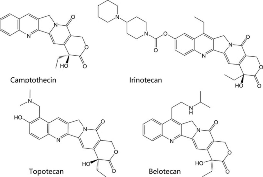 DNA Topoisomerase Function, Structure & Topoisomerase Inhibitors