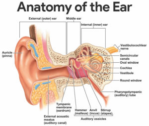 Microtia ear causes, disgnosis & microtia treatment