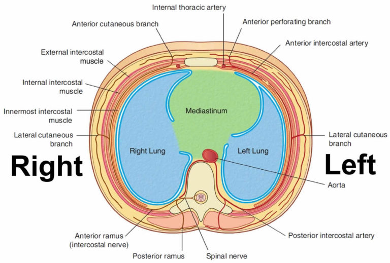 Mediastinum Anatomy Location Cavity Organs Function And Tumors
