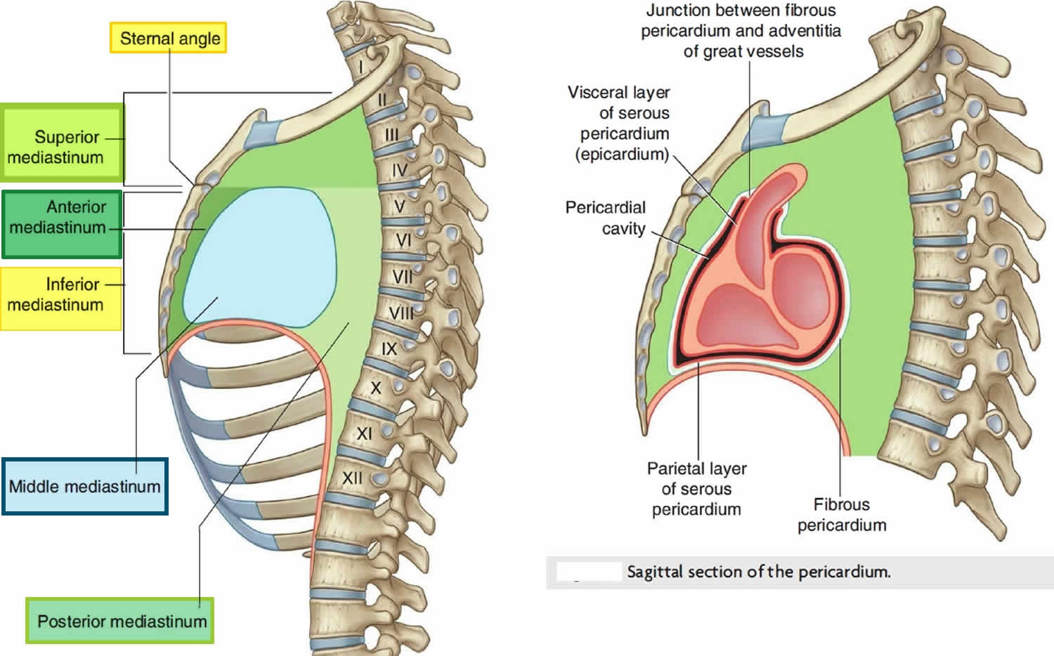 mediastinal lymph nodes