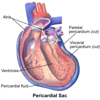 Pericardium anatomy, location & pericardium function