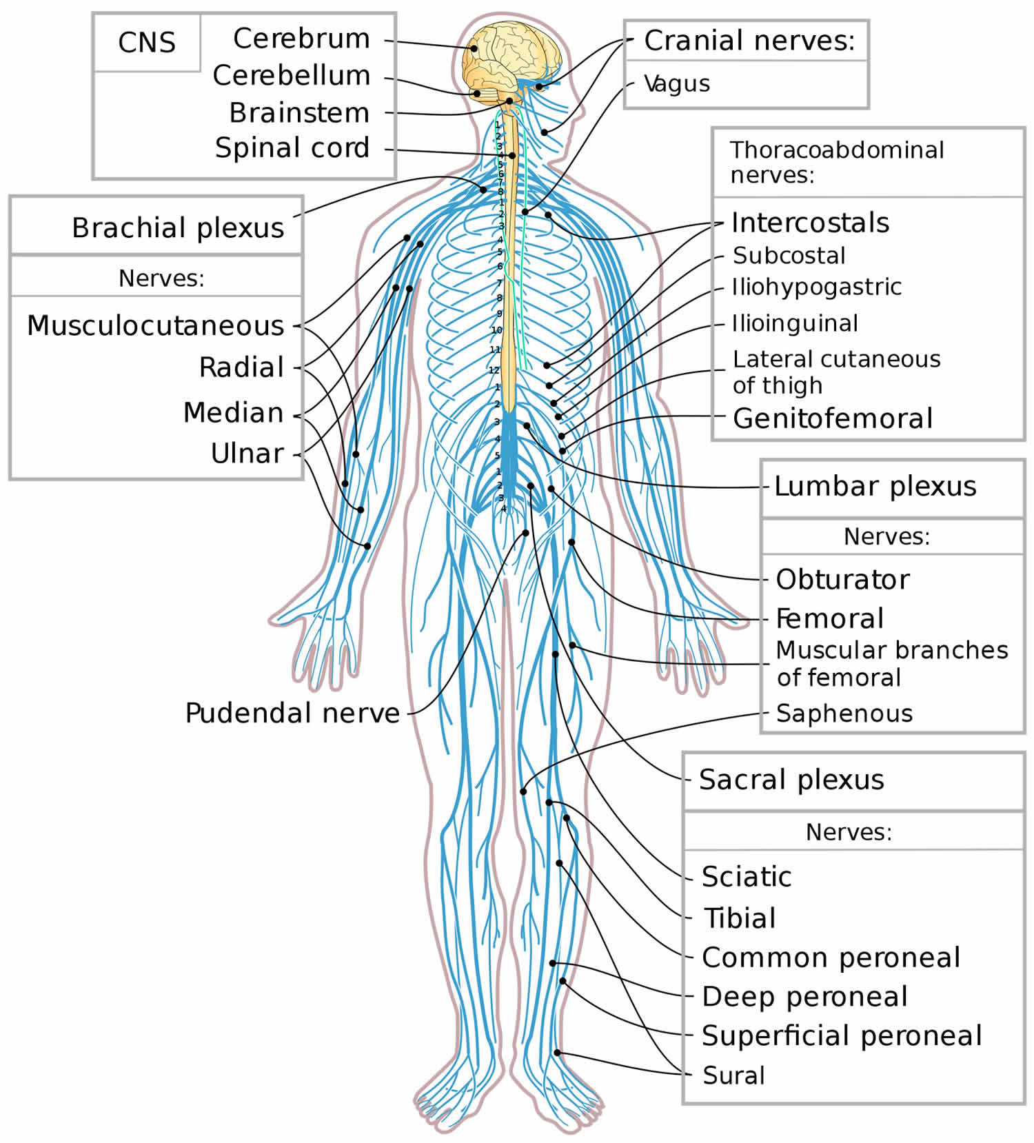 Peripheral Nervous System Diagram Labeled