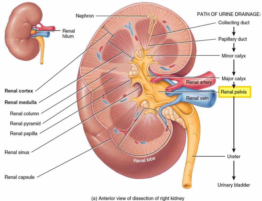 renal-pelvis-anatomy-function-blockage-cancer-stone