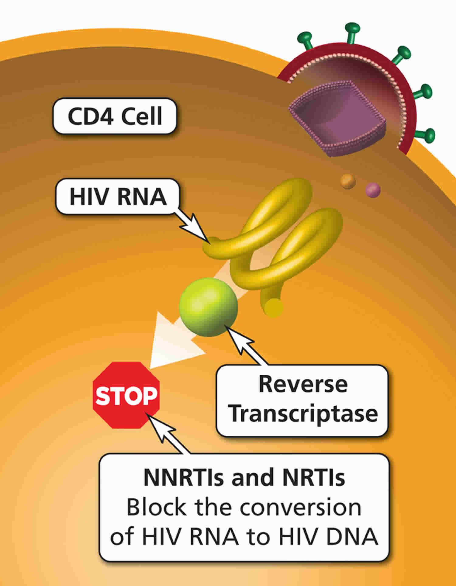 Reverse Transcriptase Inhibitors 