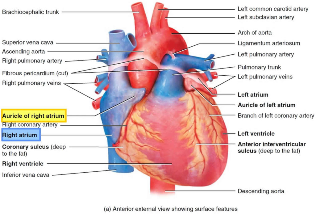 Right Atrium Anatomy Right Atrium Function Valves