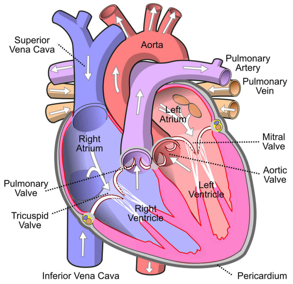 right-atrium-anatomy-right-atrium-function-valves