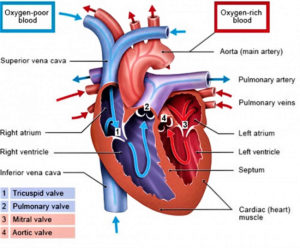 Right atrium anatomy, right atrium function & valves