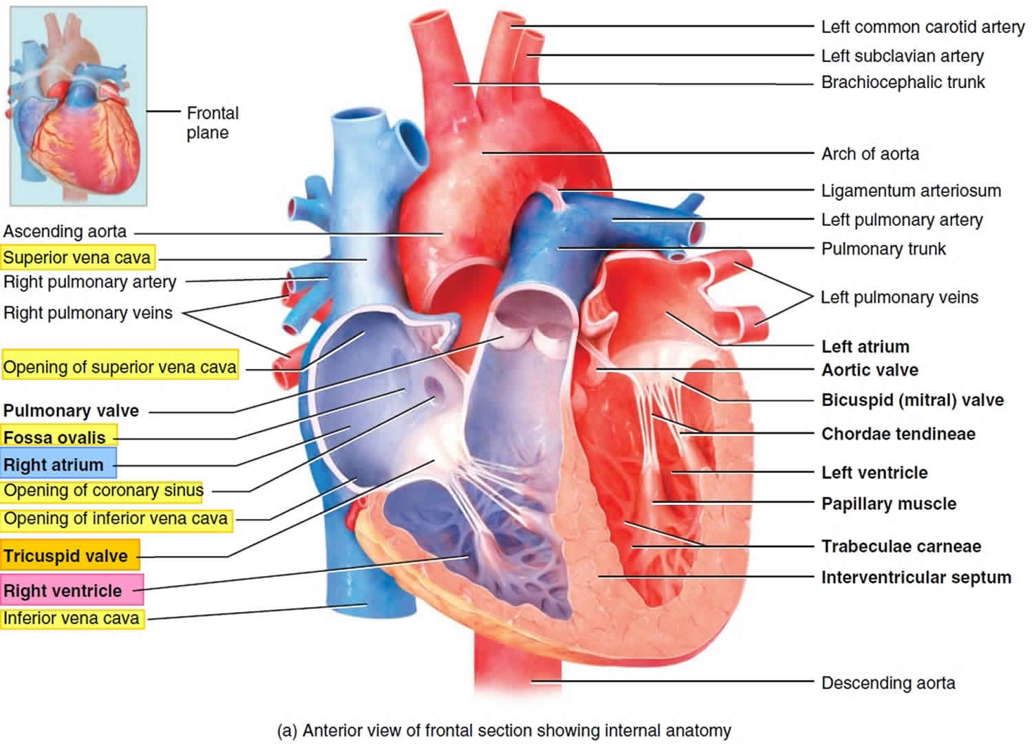 Right atrium anatomy, right atrium function & valves