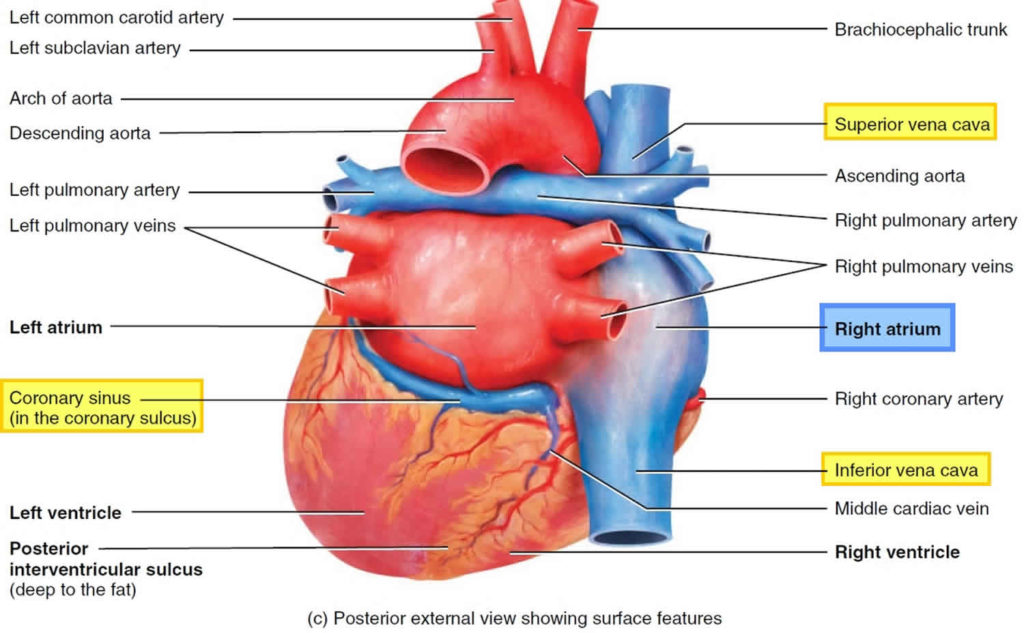 Right atrium anatomy, right atrium function & valves