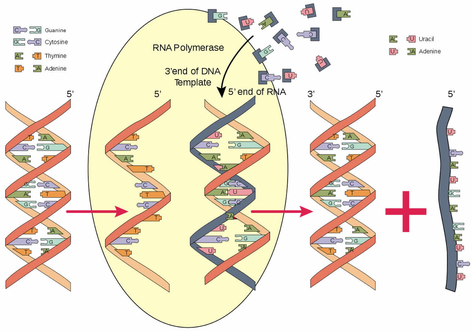 RNA polymerase & RNA polymerase function