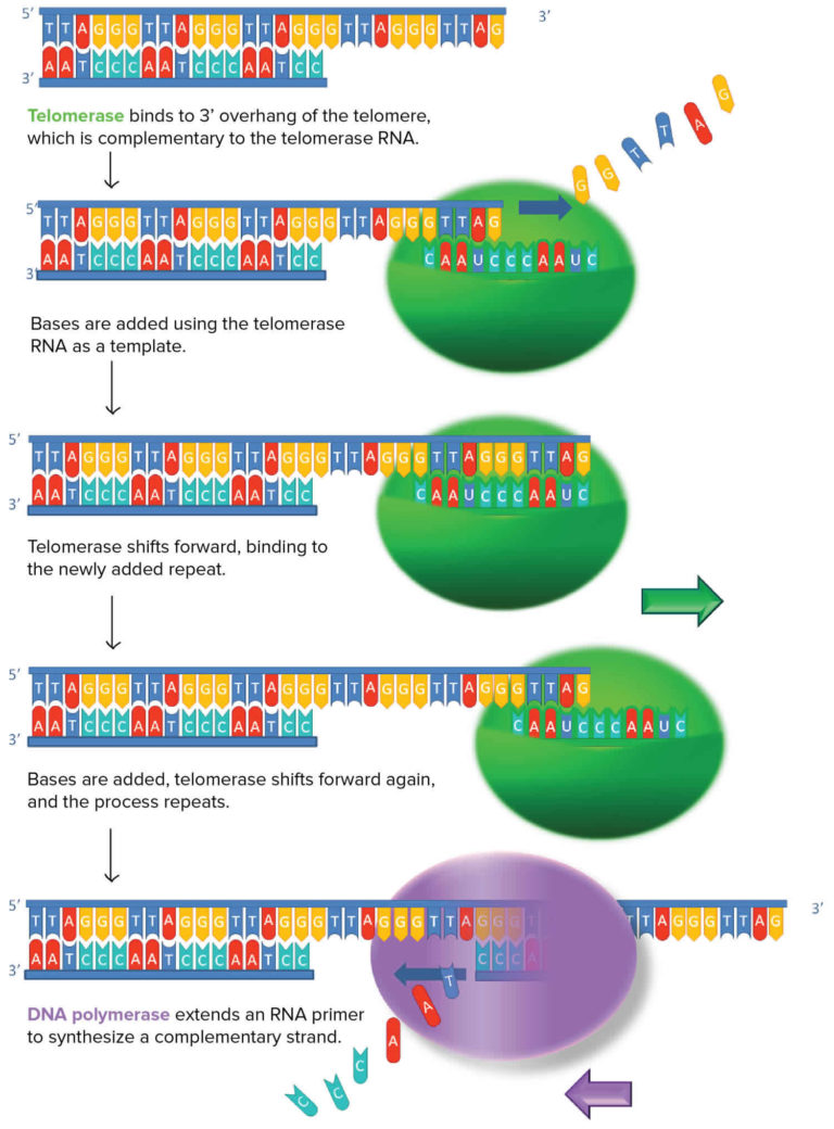 Telomerase, telomerase function, telomerase in cancer & aging