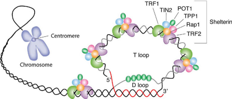 Telomerase, telomerase function, telomerase in cancer & aging