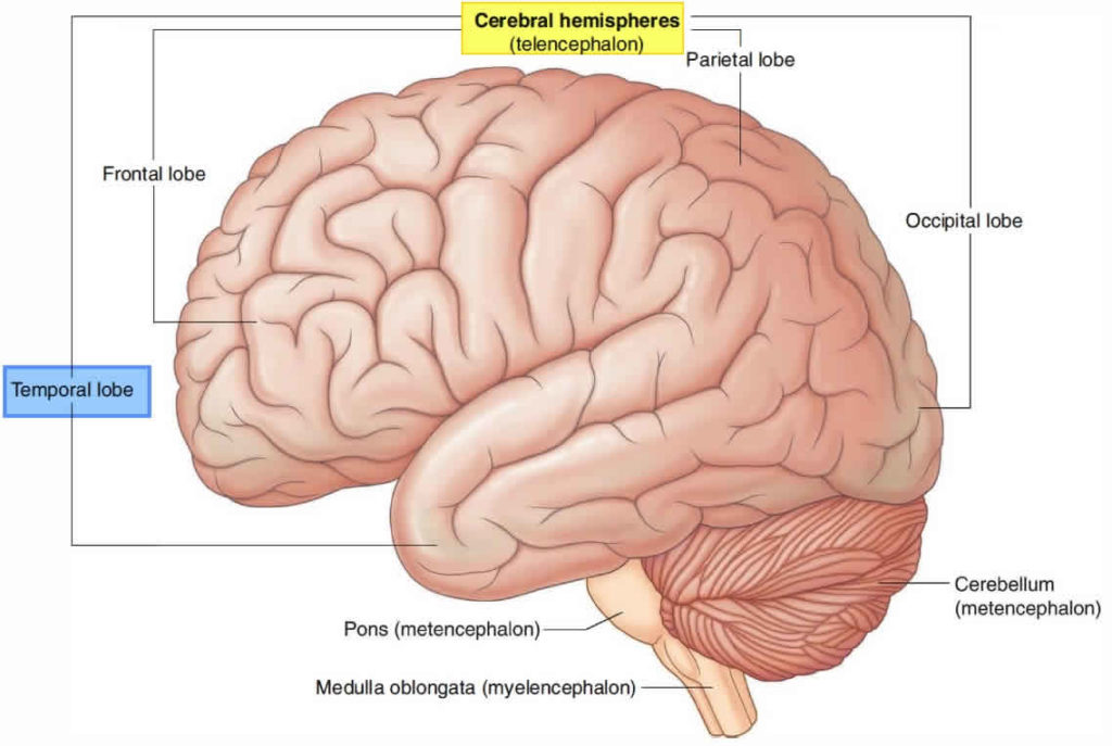 temporal-lobe-anatomy-location-function-damage-epilepsy