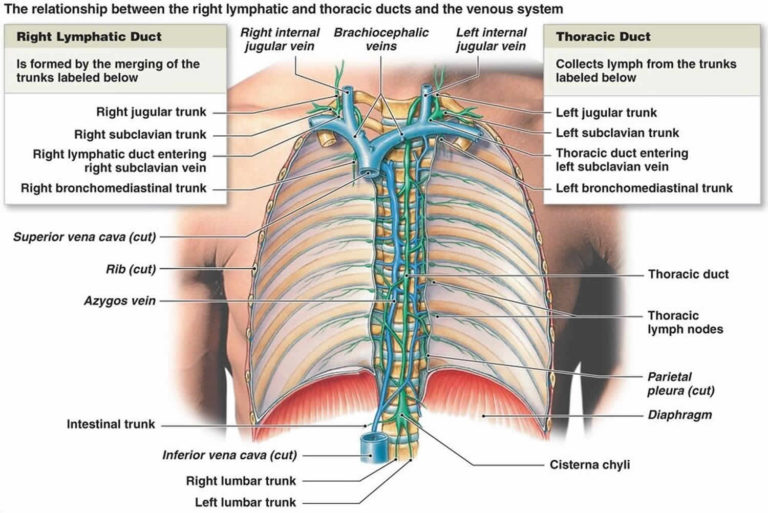 Thoracic duct anatomy, thoracic duct drainage & function