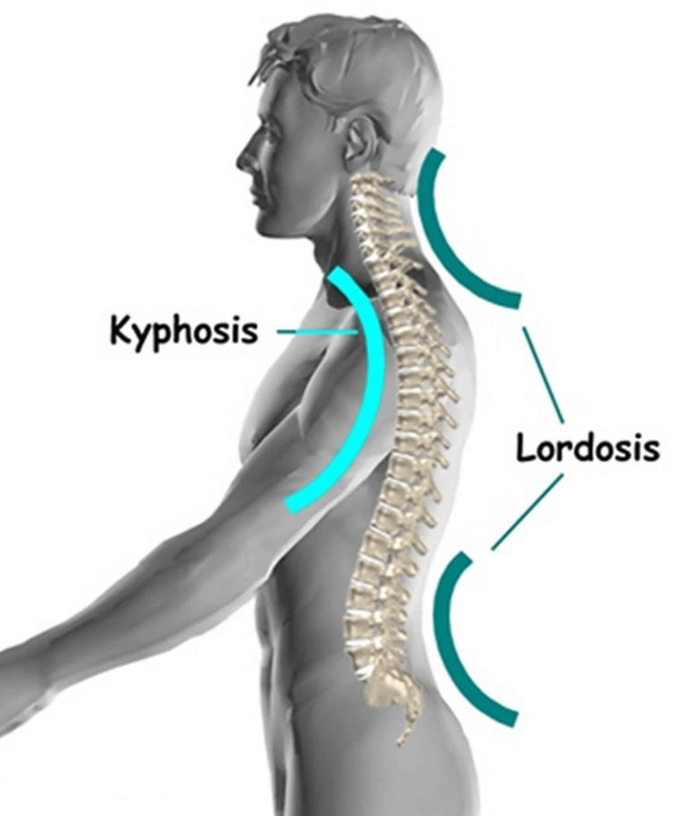 Thoracic spine anatomy, function & thoracic spine injury