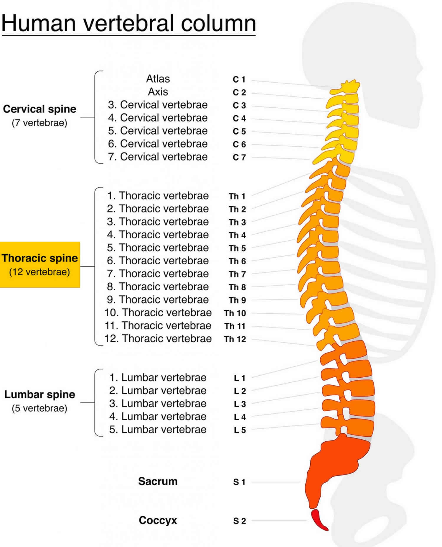 Anatomy Of The Thoracic Spine