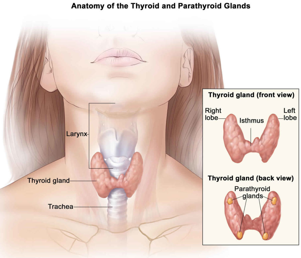 thyroidectomy-partial-or-total-thyroidectomy-recovery-complications