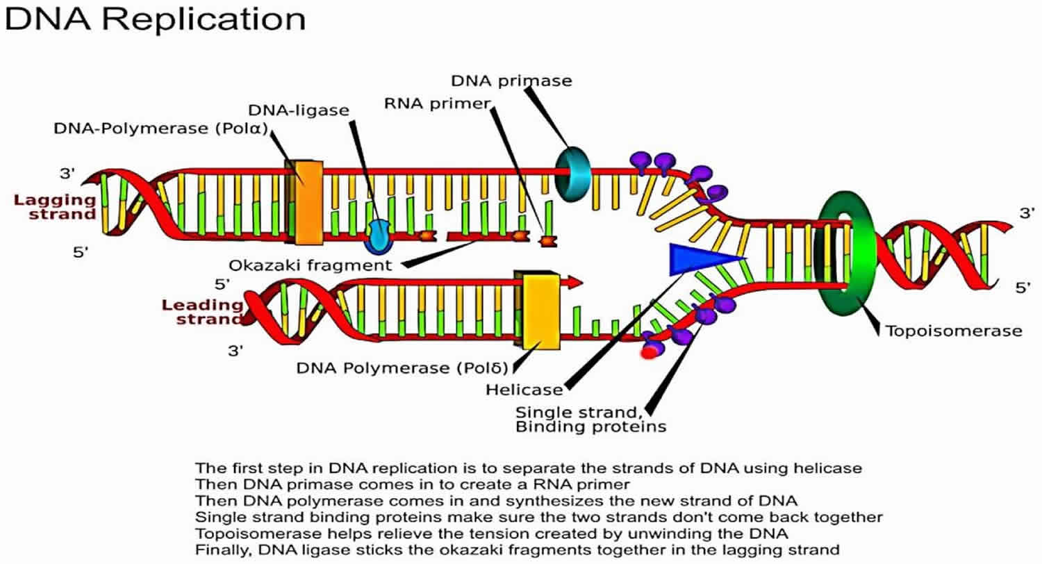 DNA Topoisomerase Function Structure Topoisomerase Inhibitors