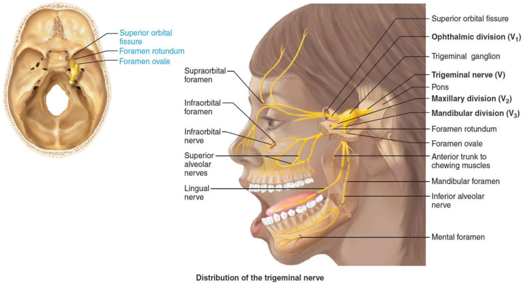 Trigeminal nerve anatomy, branches, distribution, function, damage & pain