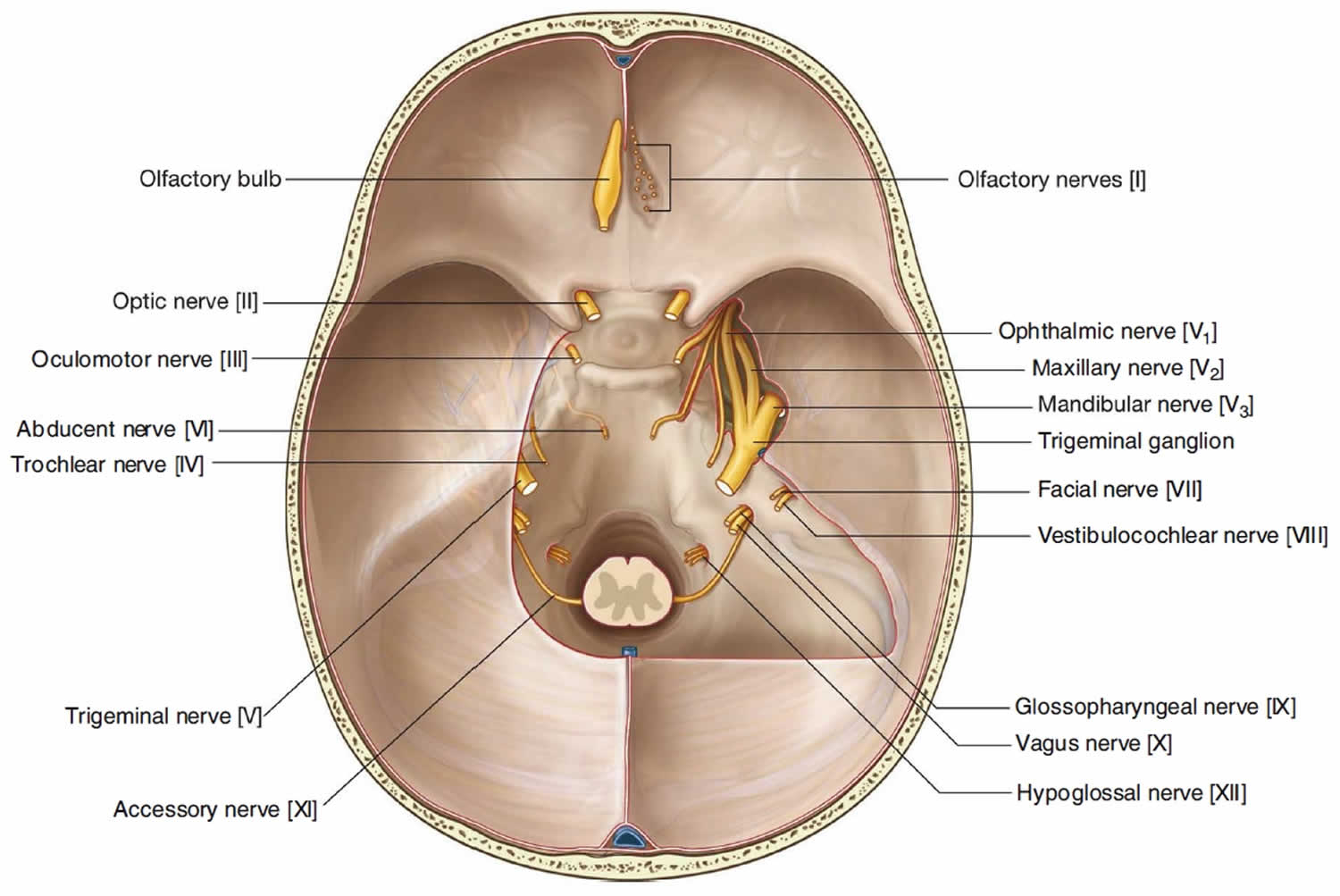 Внутренняя поверхность отверстия. Внутреннее основание черепа нервы. Внутренне основание черепа анатомия. Отверстия черепных нервов в основании черепа. Отверстия основания черепа анатомия.