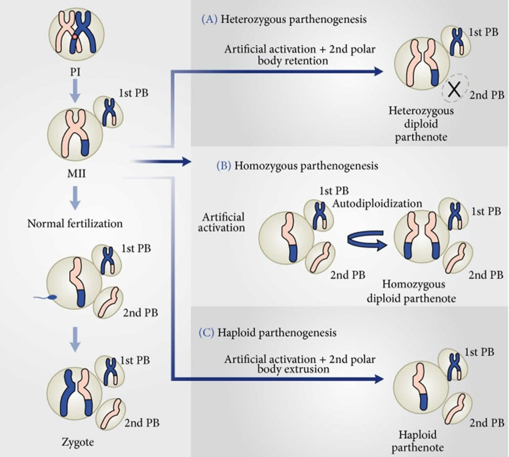 Parthenogenesis definition, types of parthenogenesis