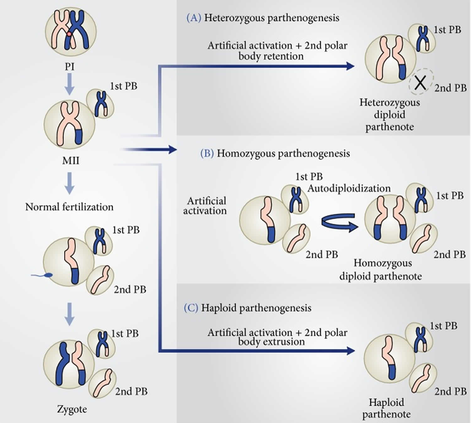  Parthenogenesis  definition types of parthenogenesis 