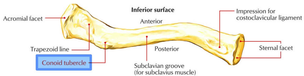 Tubercle Definition, Lister's Tubercle, Tibial Tubercle Pain & Tibial 