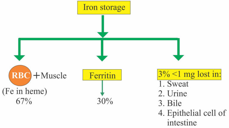 transferrin-saturation-defined-calculation-normal-range-causes-of