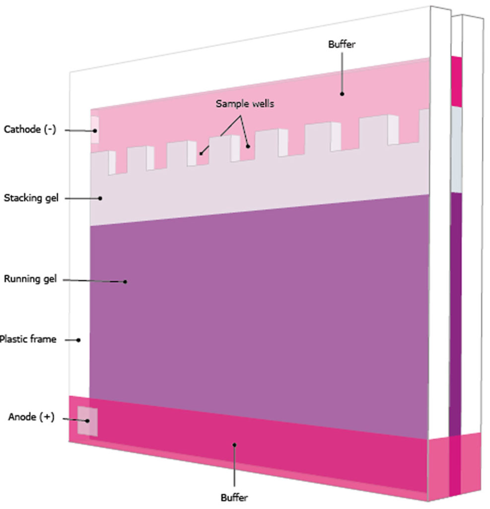 Western blot test, procedure & purpose of western blot