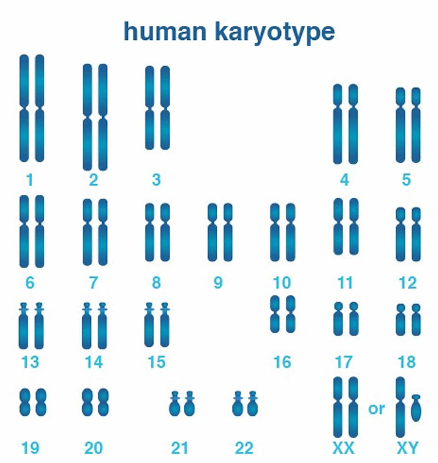 genes that travel on x chromosome