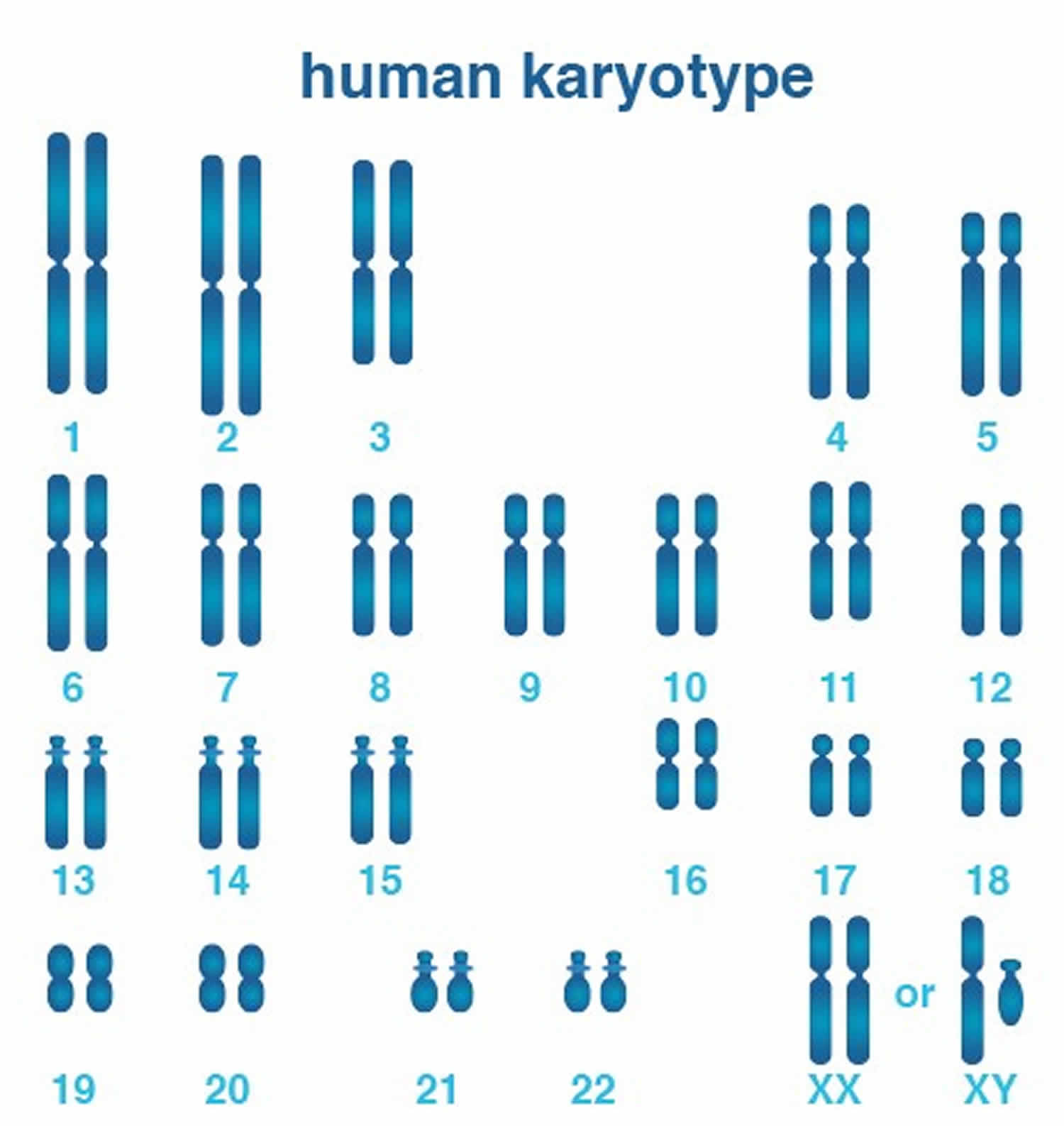 Chromosomes In Human Cells