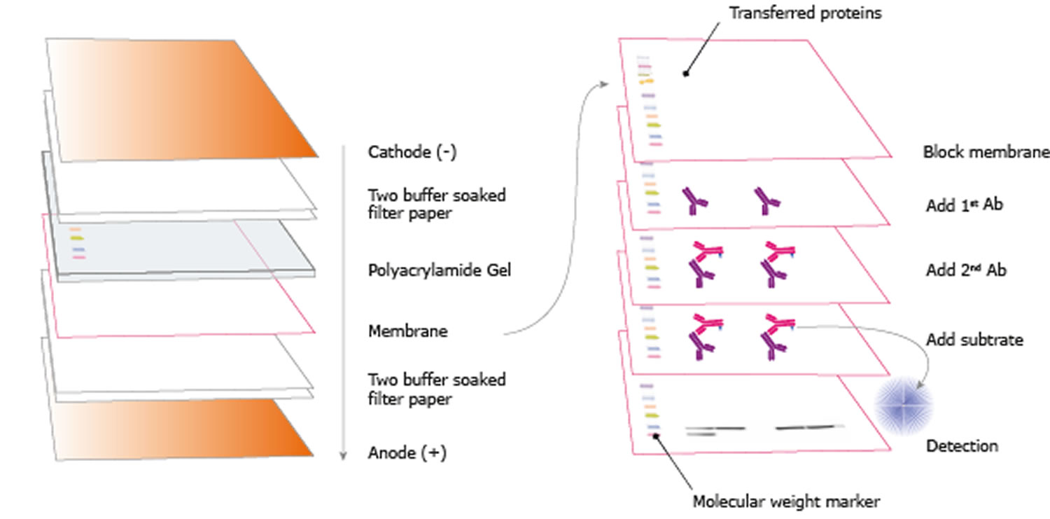 purpose of western blot