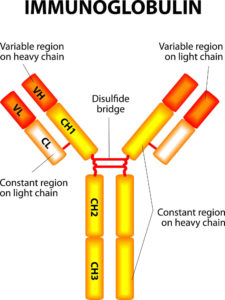 Immunoglobulin function, types, test & immunoglobulin deficiency