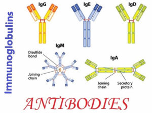 Immunoglobulin Function, Types, Test & Immunoglobulin Deficiency