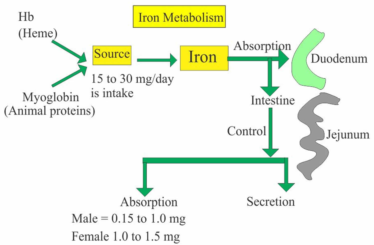 What Are The Causes Of Low Iron Saturation