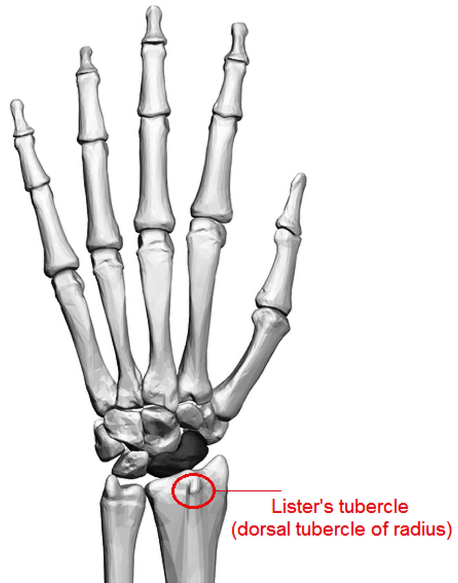 Tubercle definition, Lister's tubercle, tibial tubercle pain & tibial