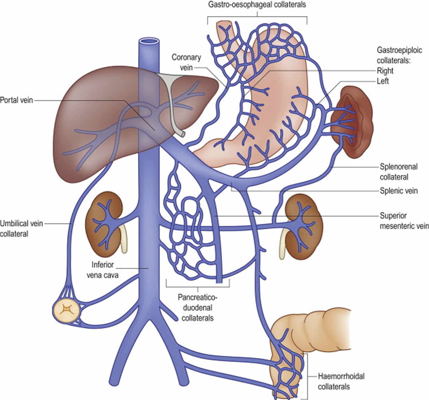 Portal vein anatomy, function, embolization, thrombosis & hypertension