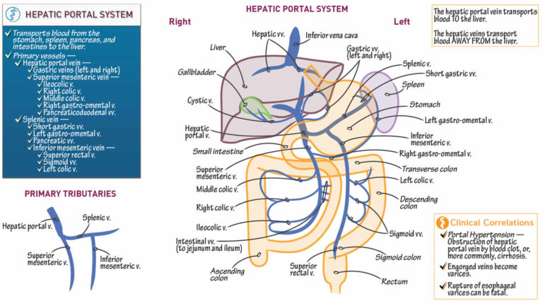 Portal vein anatomy, function, embolization, thrombosis & hypertension