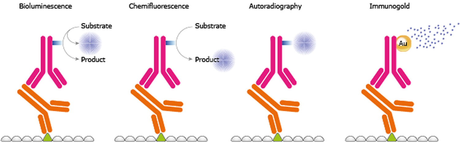 purpose of secondary antibody in western blot