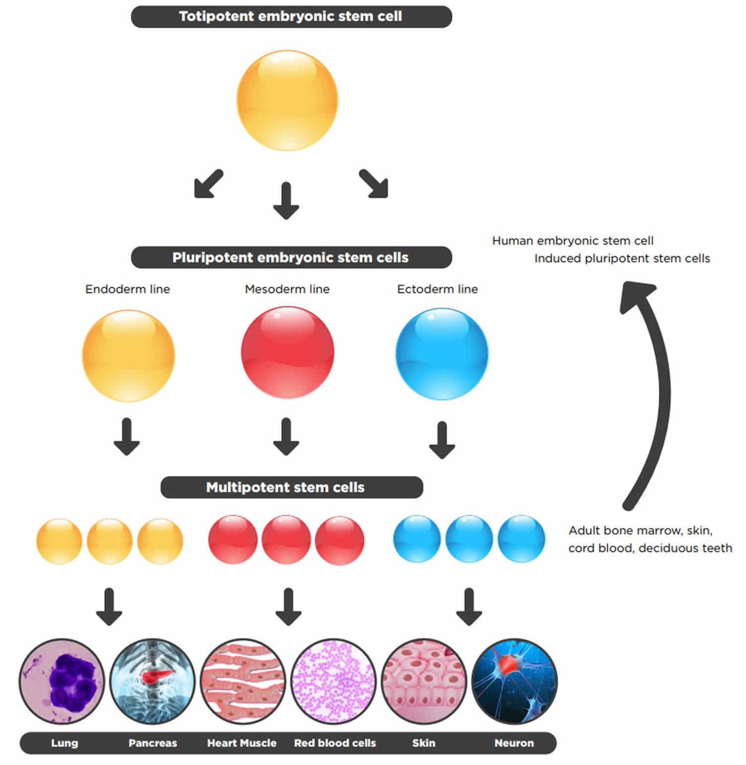 totipotent cell