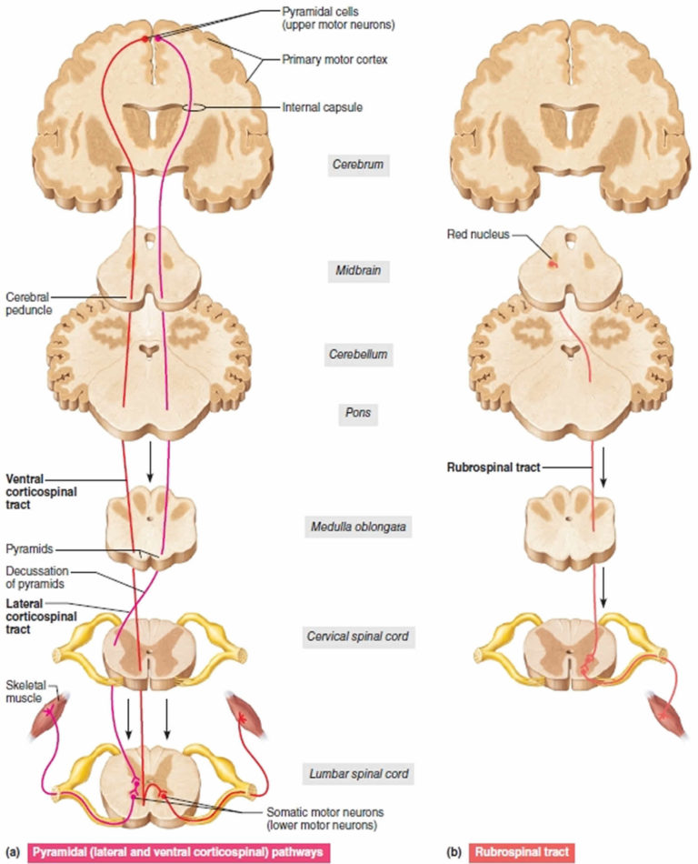 how-neurons-form-long-term-memories-harvard-gazette