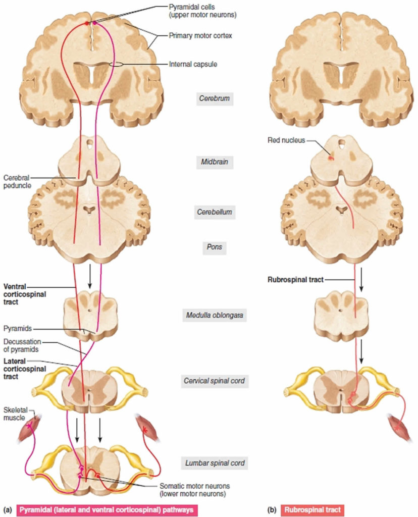 Upper Motor Neuron Vs Lower Motor
