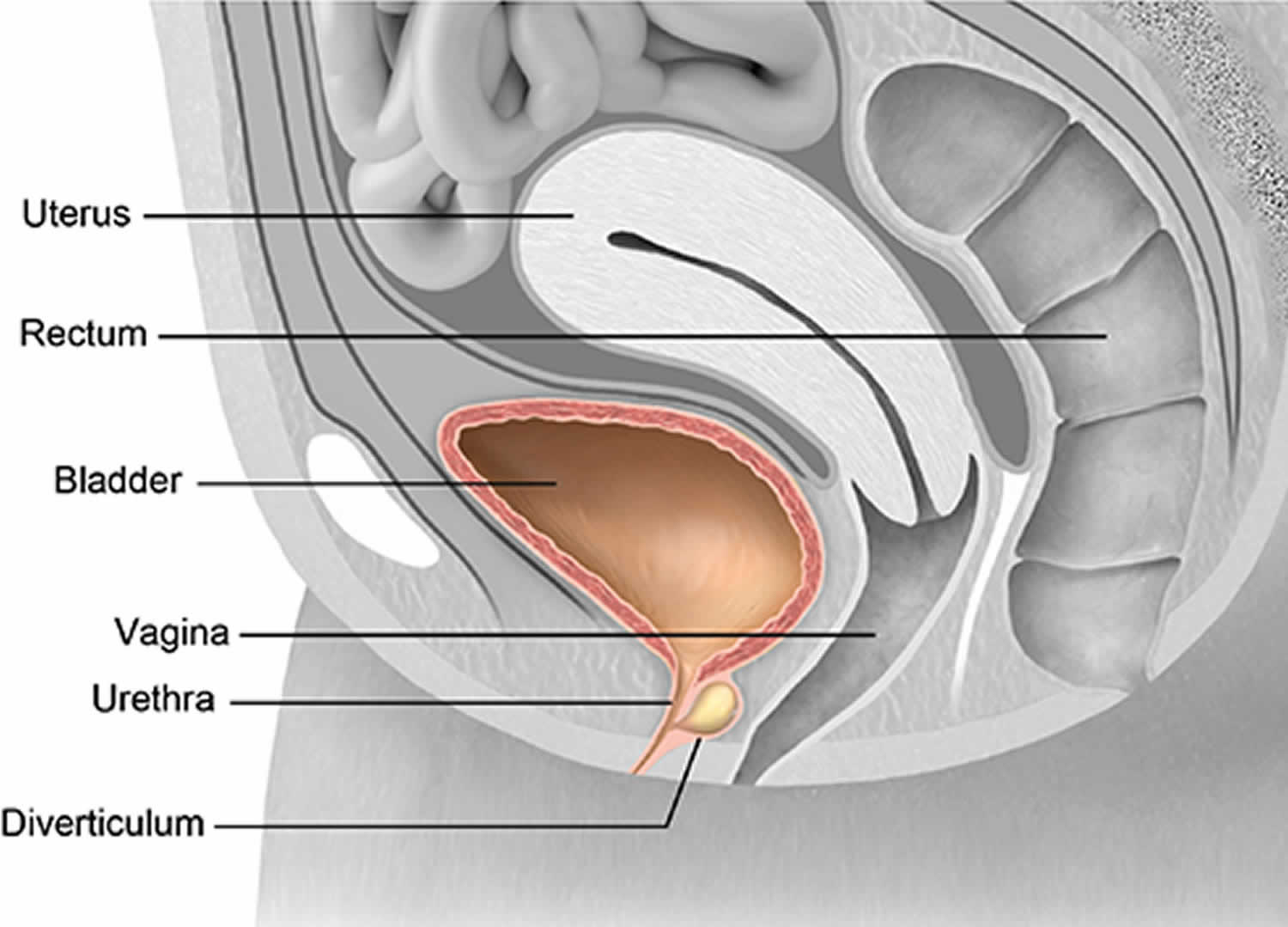 Definition Of Urethral Catheter