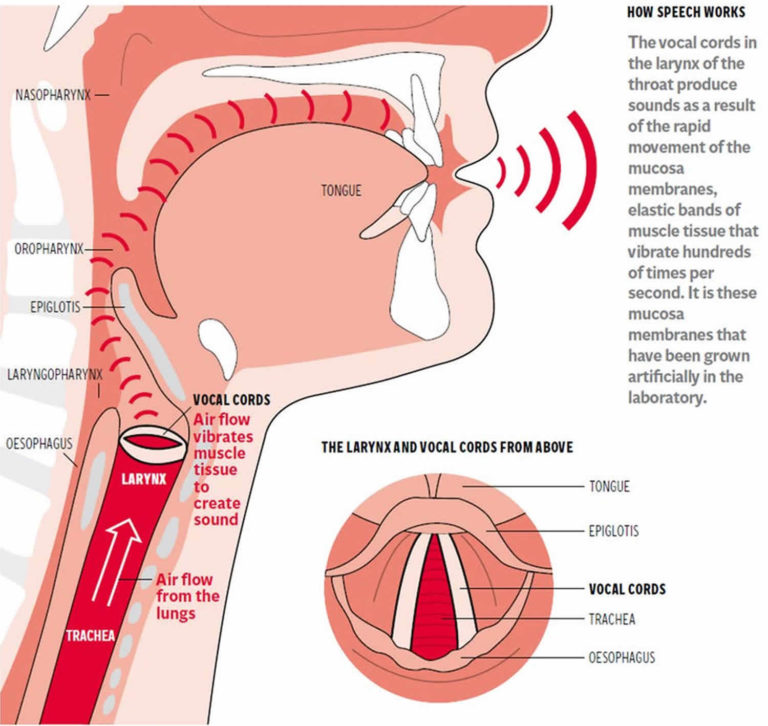 Vocal Cord Dysfunction Definition Triggers Causes Symptoms   Vocal Cords 768x726 