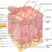 arrector pili muscle