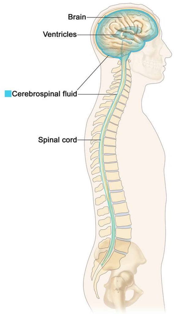 Cerebrospinal fluid source of production, function, circulation & leak