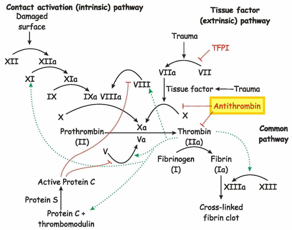 Antithrombin function and antithrombin 3 deficiency
