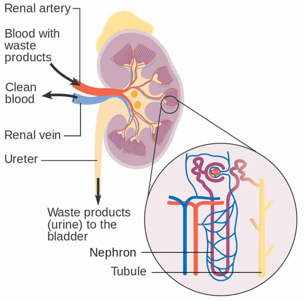 Focal segmental glomerulosclerosis causes, symptoms, diagnosis & treatment