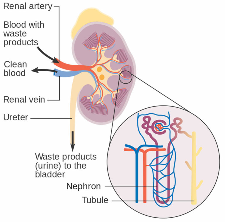 Focal Segmental Glomerulosclerosis Causes, Symptoms, Diagnosis & Treatment